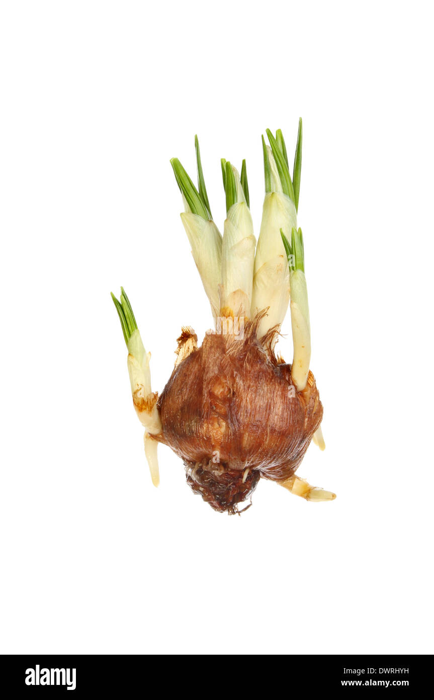 Crocus root hires stock photography and images Alamy