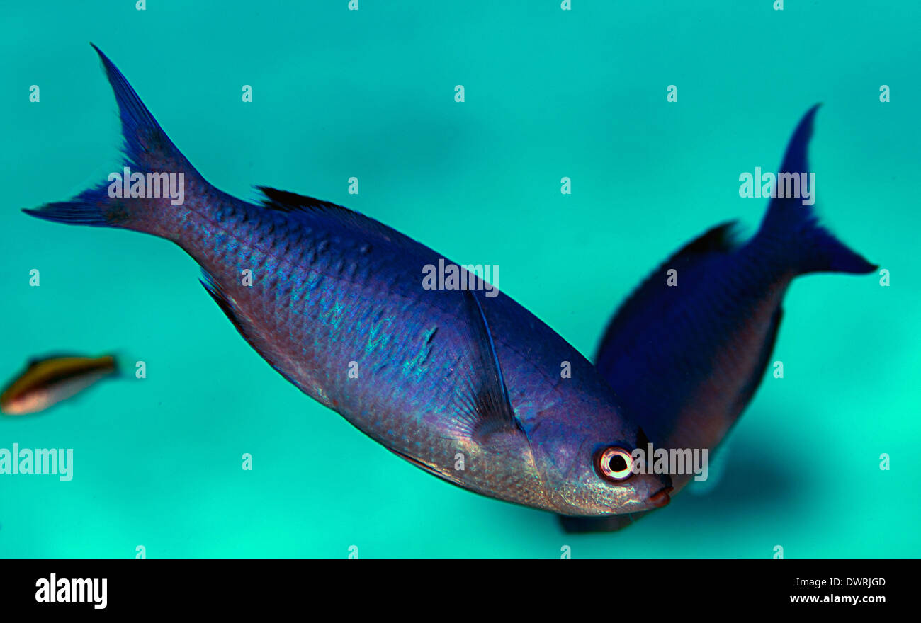 Blue Chromis fish in Roatan, Honduras. Stock Photo