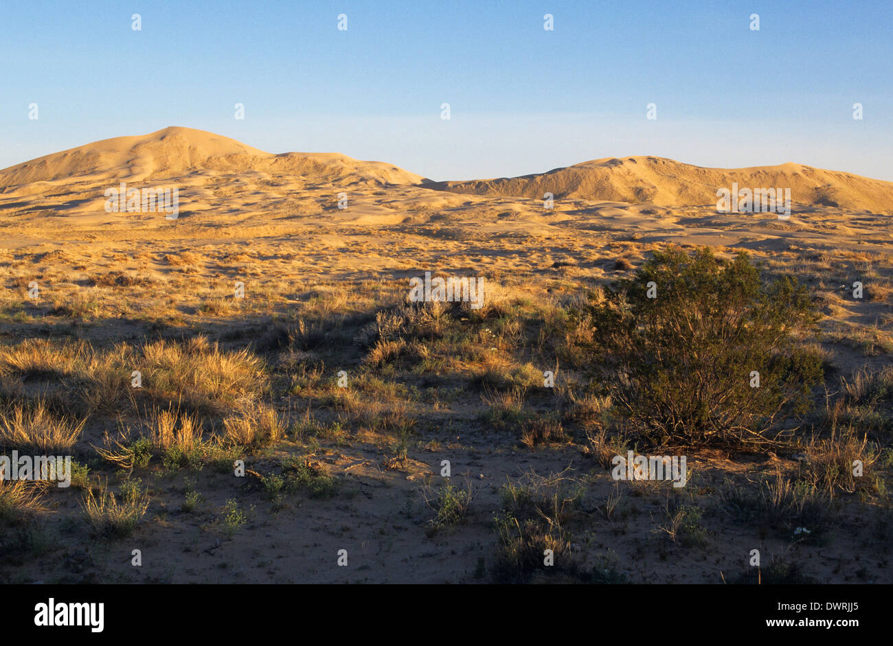 Elk248-2683 California, Mojave National Preserve, Kelso Dunes Stock Photo