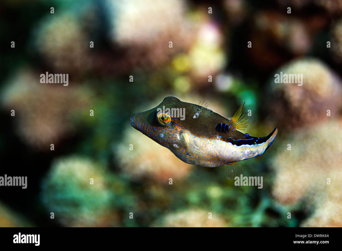 A Sharpnose Puffer in the wild on the reef in Roatan, Honduras. Stock Photo