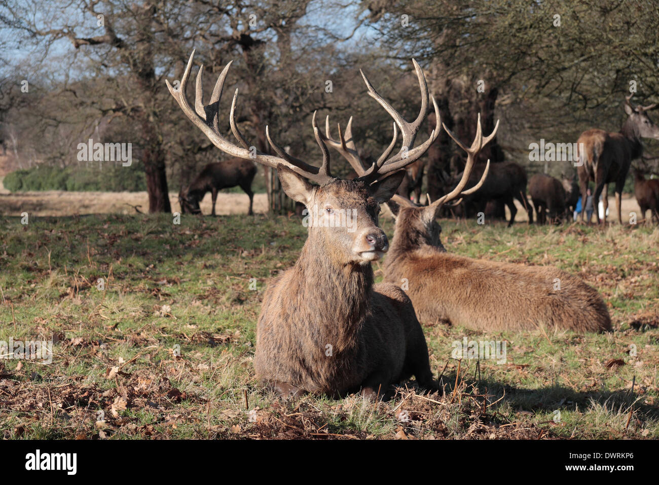 A large mature male stag red deer looking at the camera, Richmond Park, UK. Stock Photo