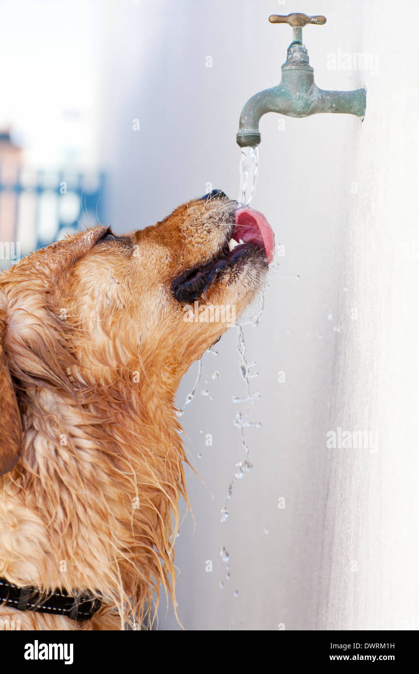 Is Tap Water Good For Dogs