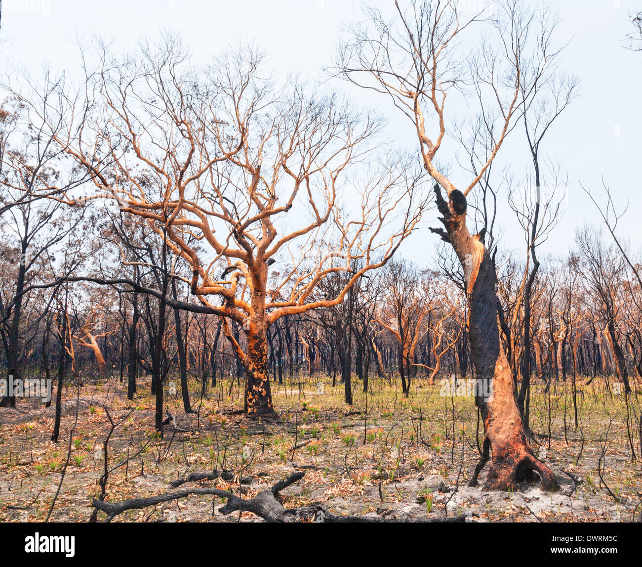 Catherine Hill Bushfire 2013 burnt trees Stock Photo