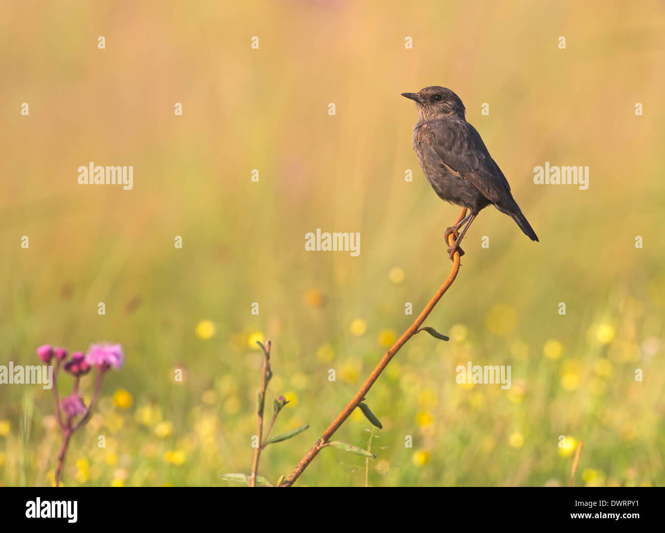 anteating chat perched on twig Stock Photo