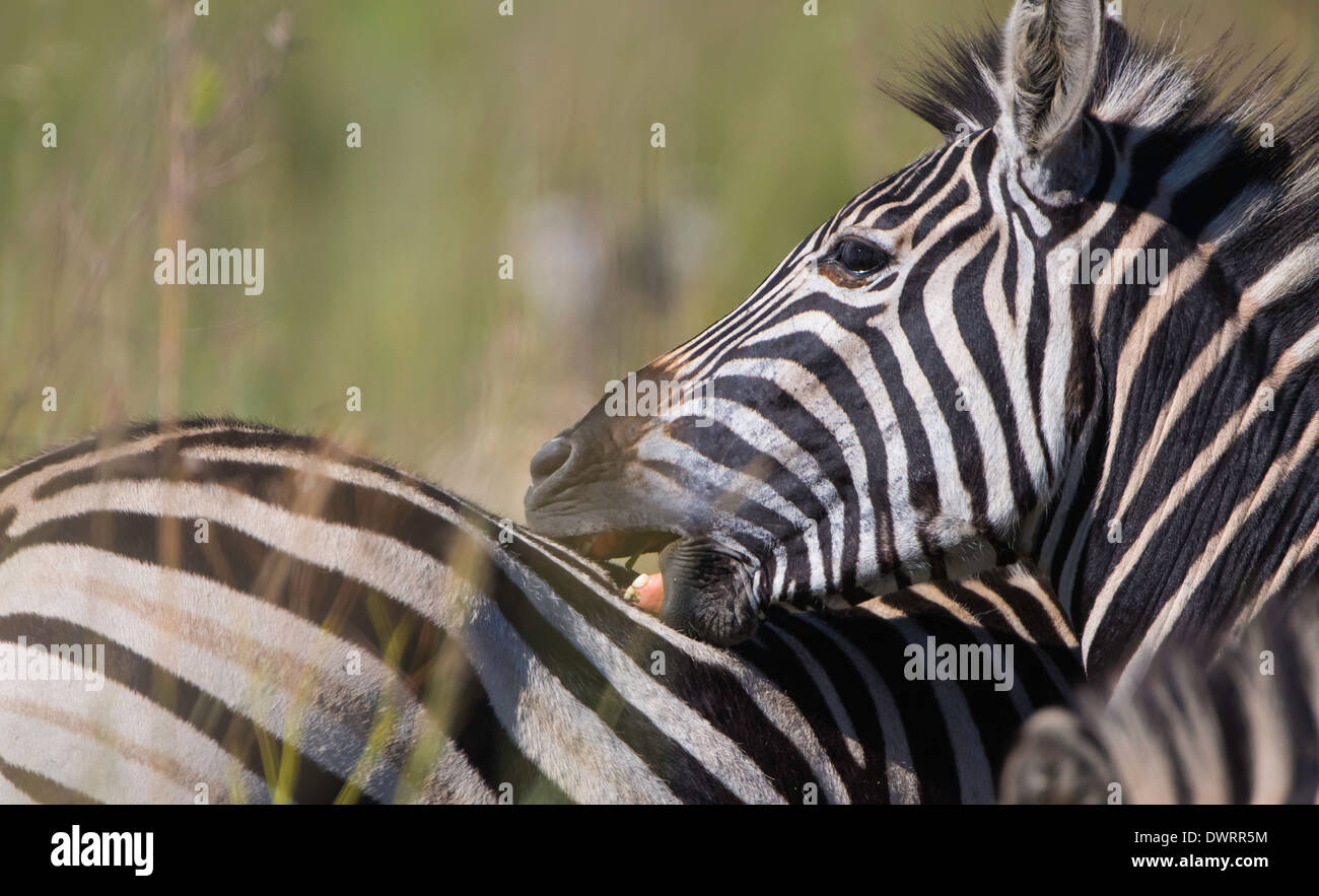 zebra mutual grooming Stock Photo