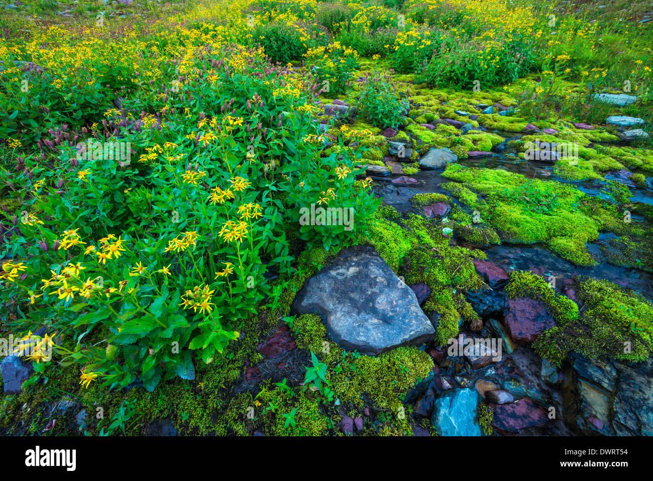 Wildflowers on Logan Pass, Glacier National Park, Montana USA Stock ...