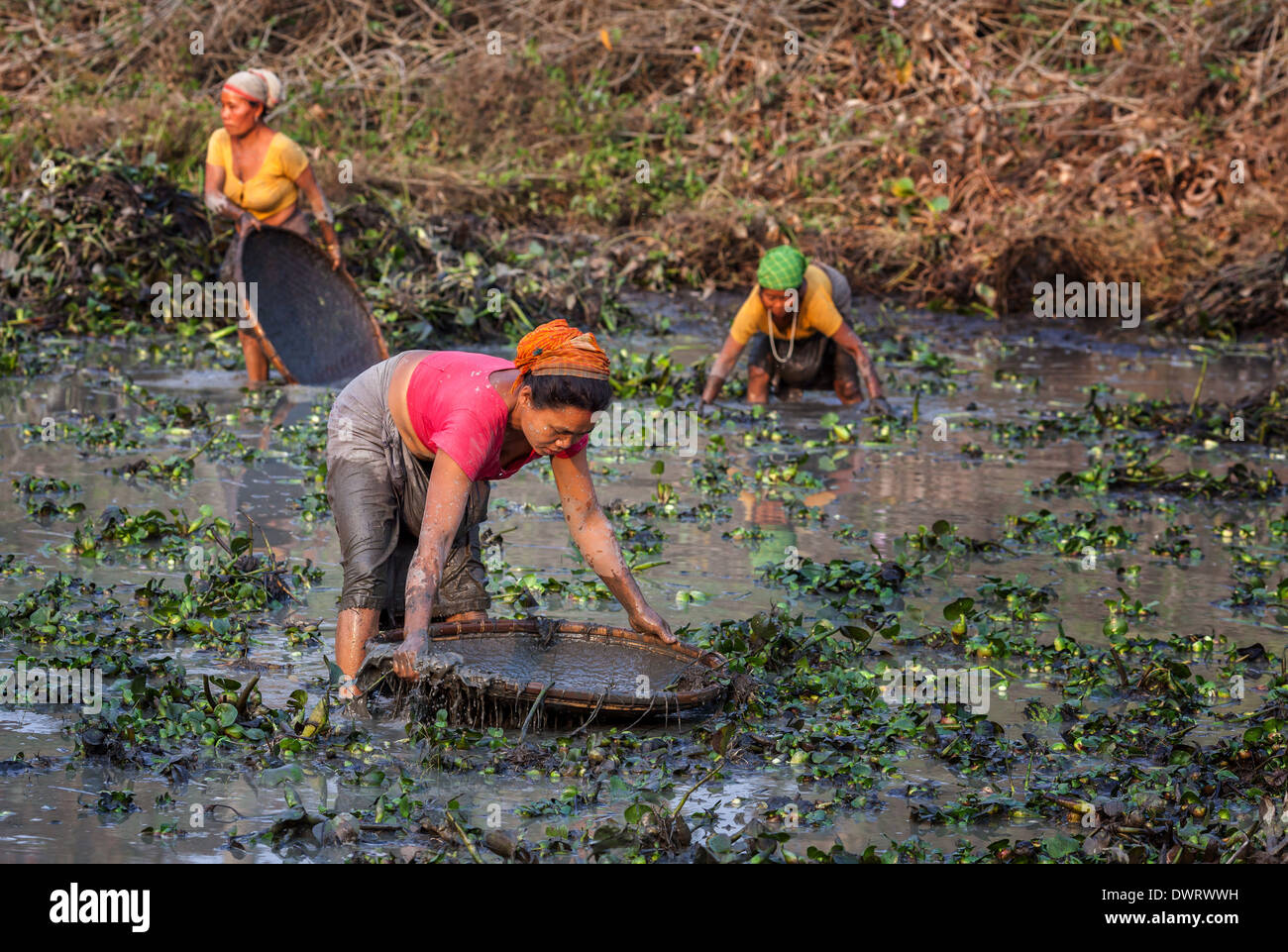 Women from the Mishing tribe fishing in a fish pond, Majuli, Assam