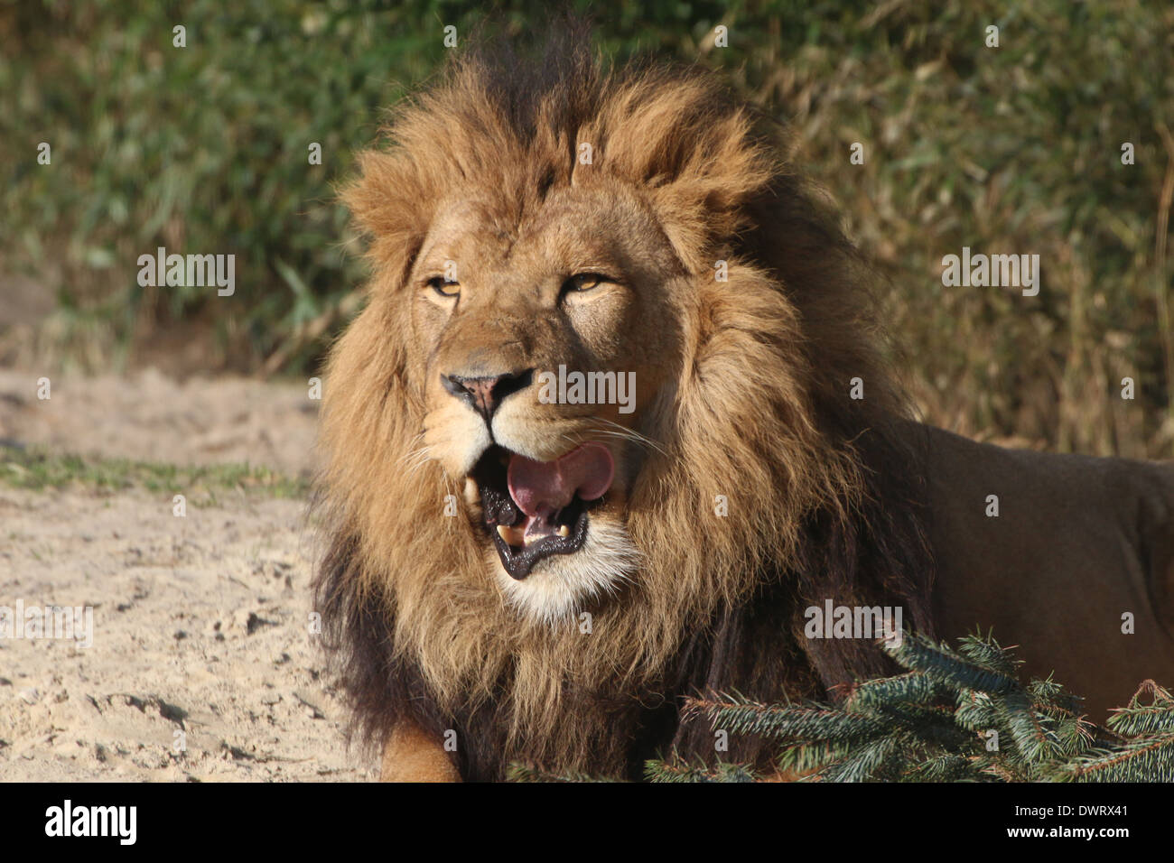 Close-up a mature lion (Panthera leo) Stock Photo