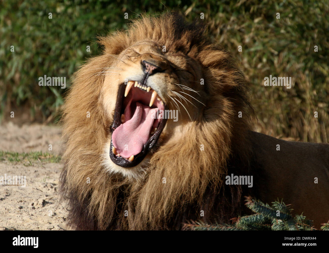 Close-up a mature lion (Panthera leo) roaring Stock Photo
