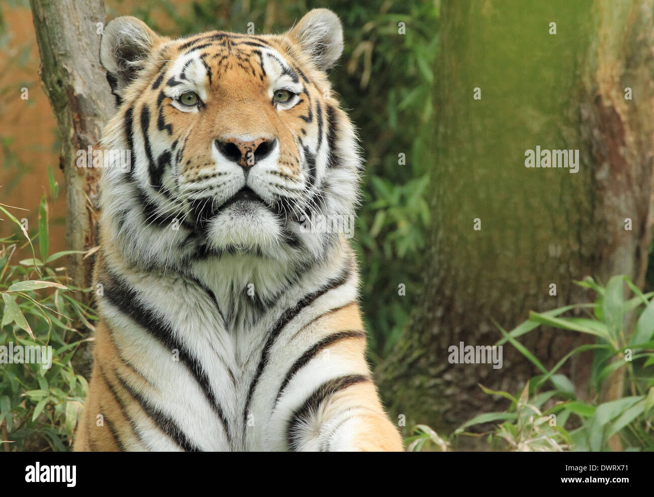 Tiger, Fierce Stock Photo