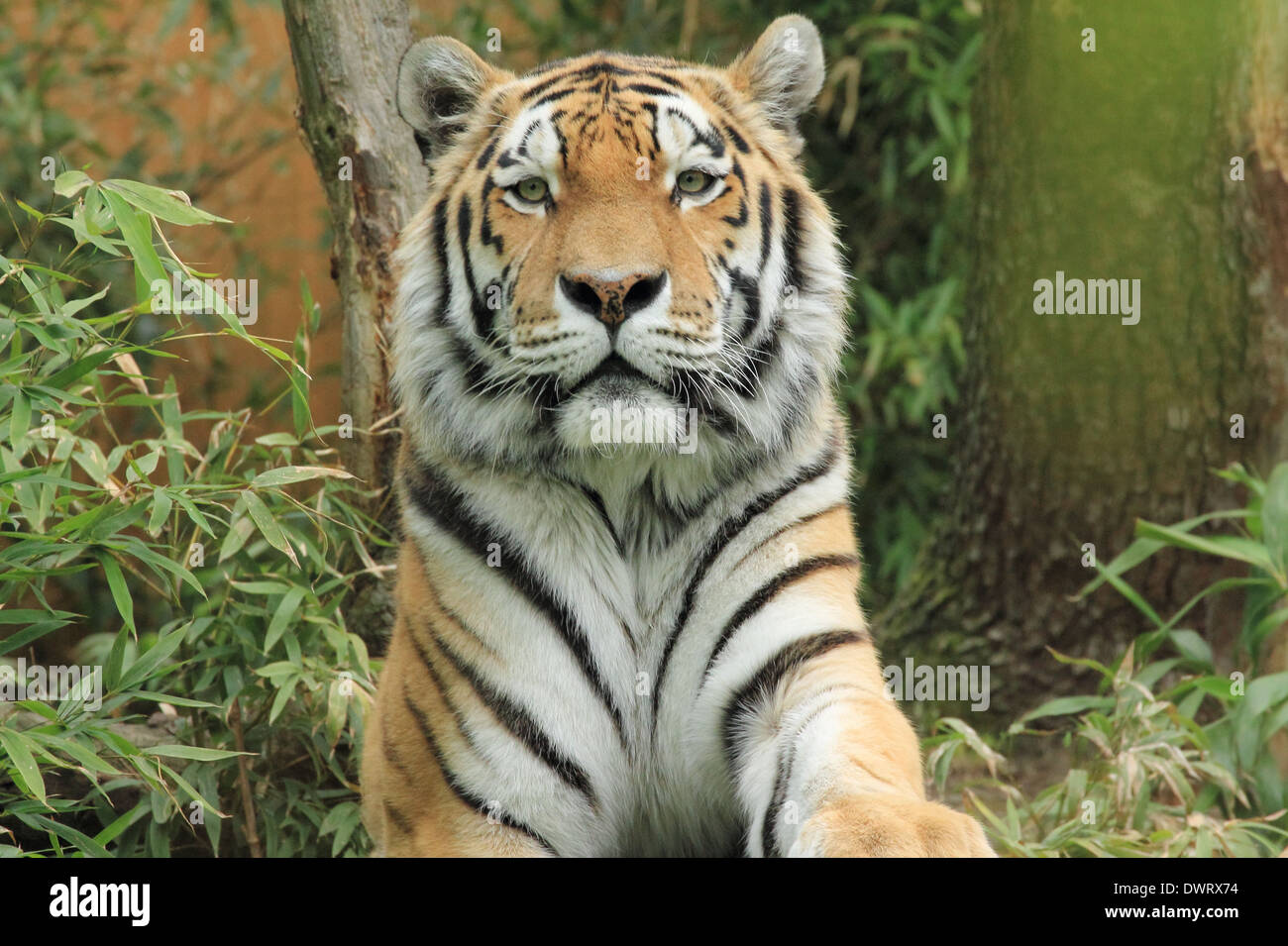 fierce white tiger drawing