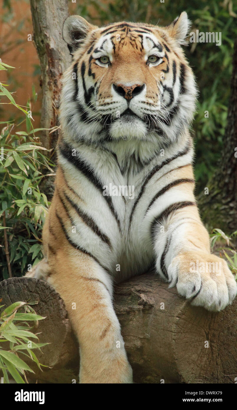 Tiger, Fierce Stock Photo