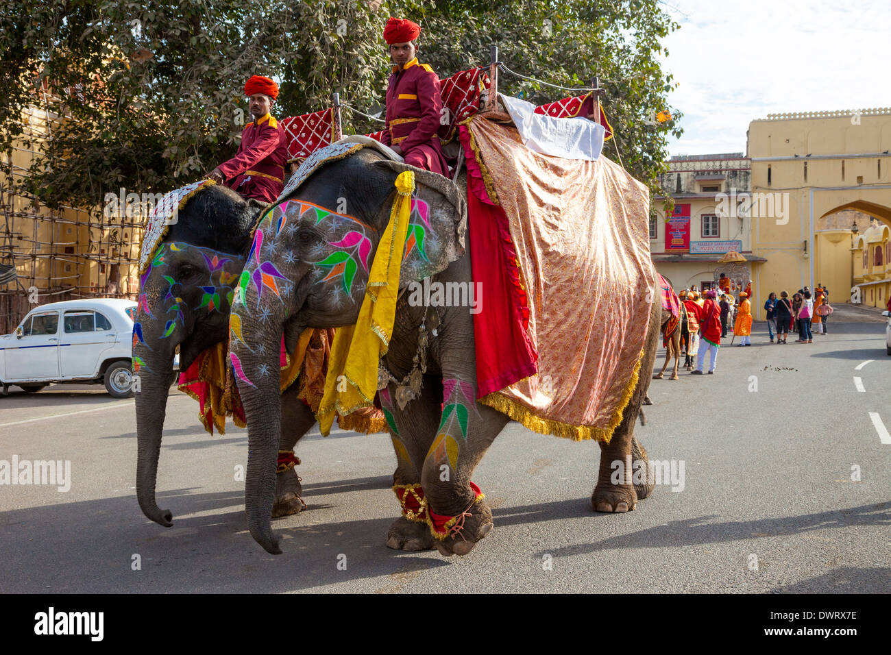 Jaipur, Rajasthan, India. Elephants Moving into Place to Lead a Wedding Procession. Stock Photo