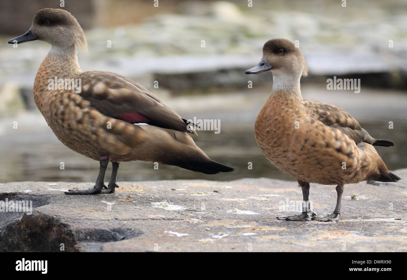 Ducks, Nature, Animal, Bird Stock Photo