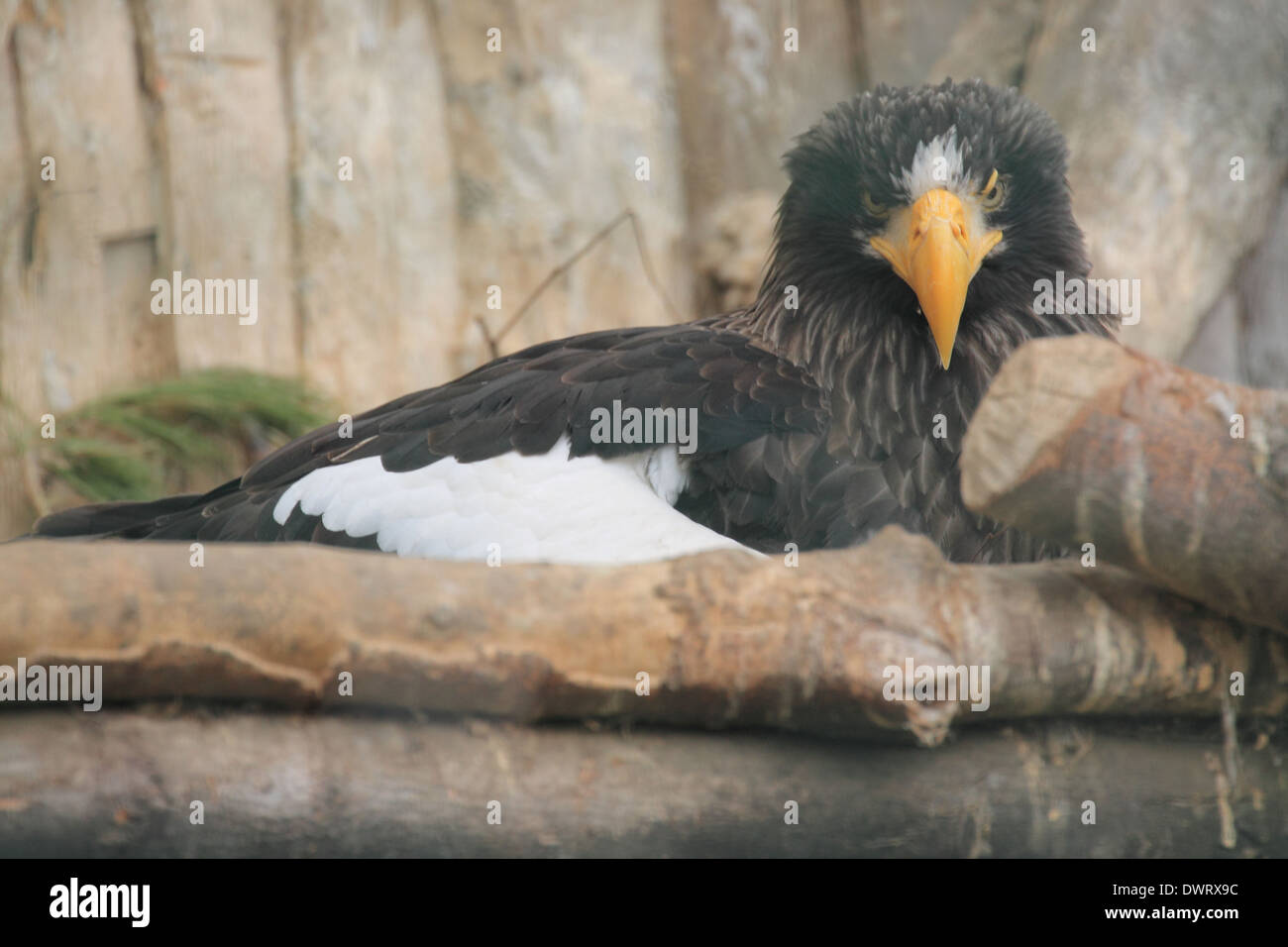 Eagle, Bird, Nature Stock Photo