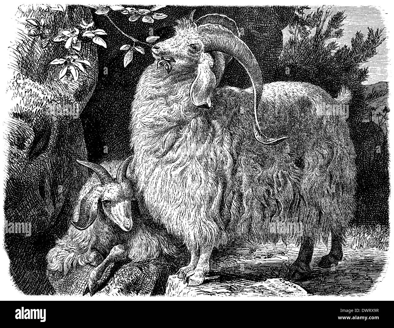Angora goat Stock Photo