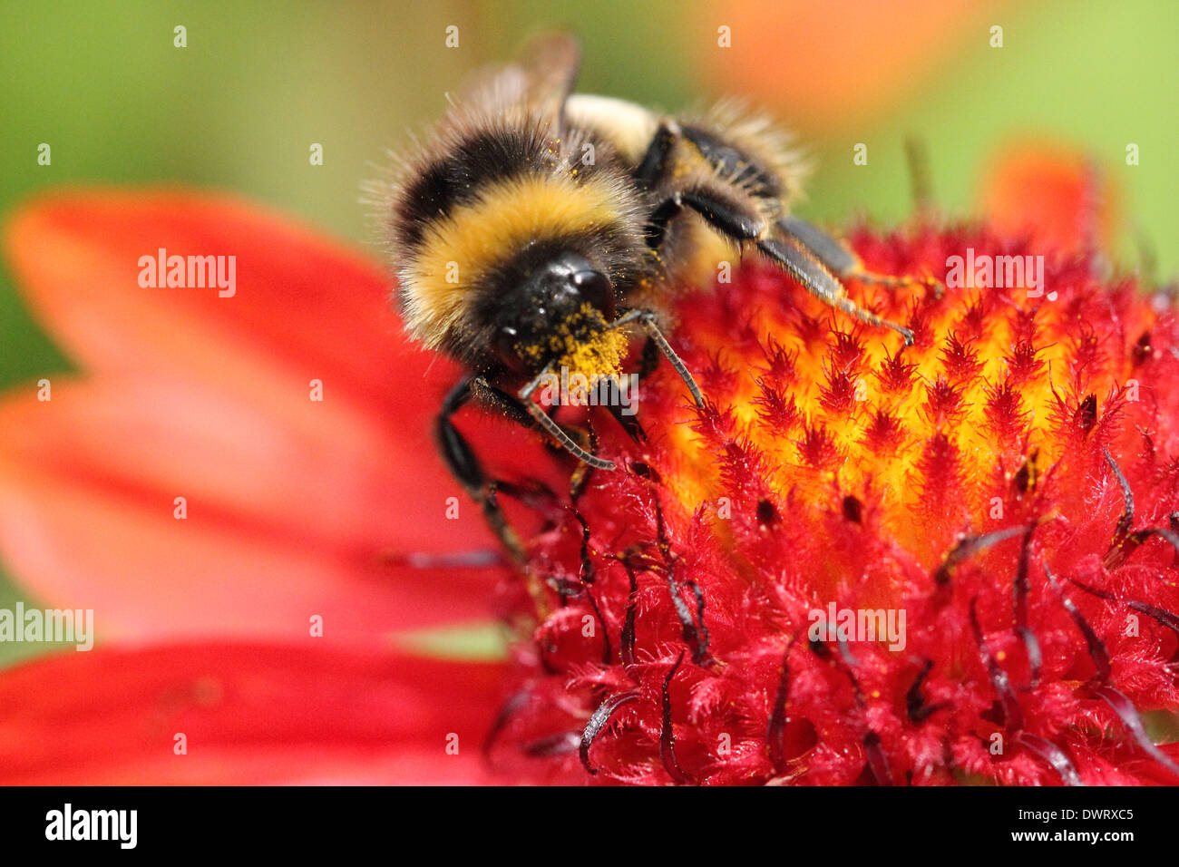 Bee, Insect Flower, Macro, Close-up, Nature Stock Photo
