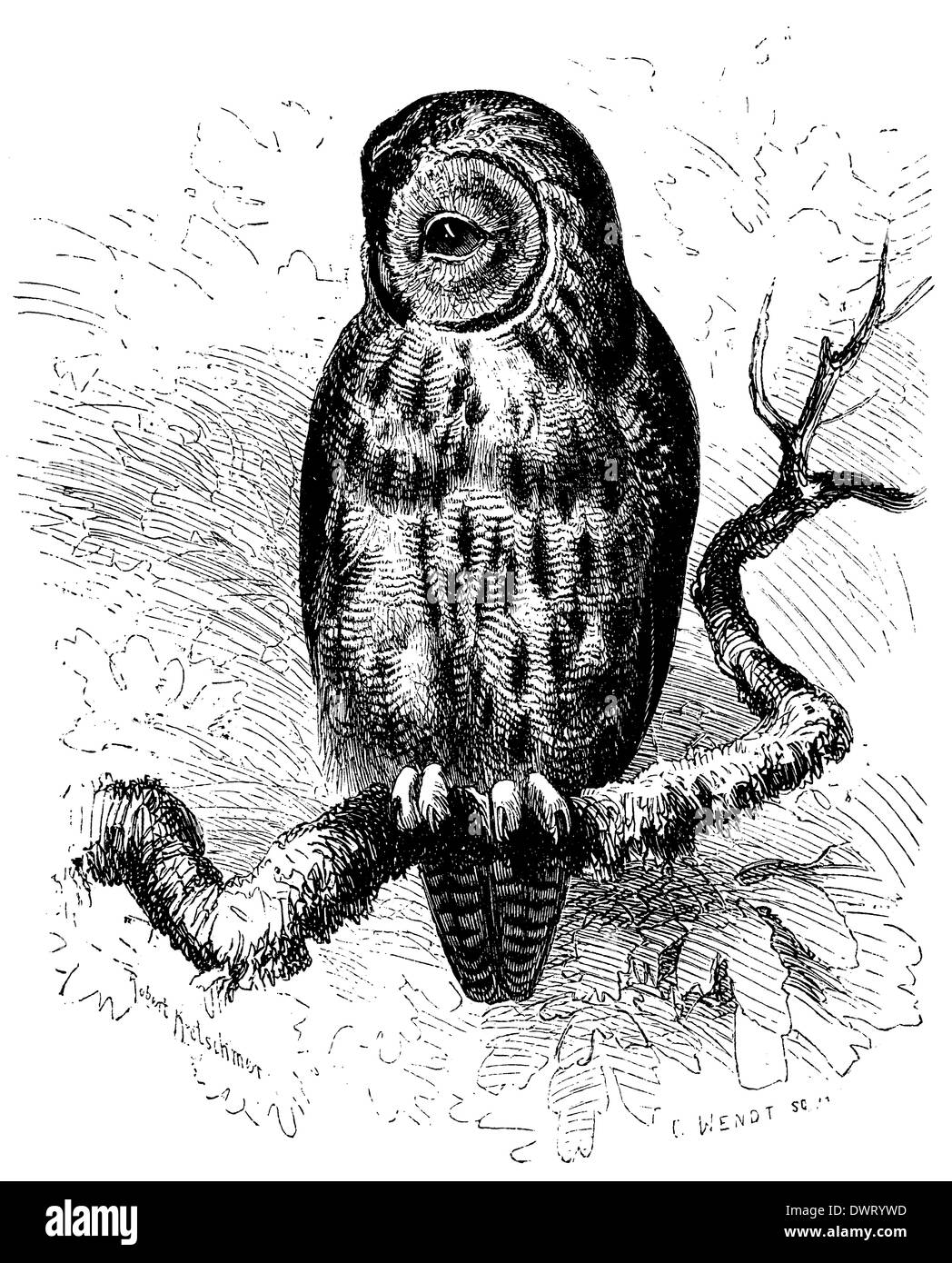 Brown owl Stock Photo