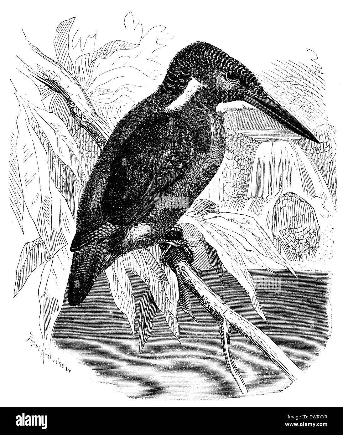 Kingfisher bird Black and White Stock Photos & Images - Alamy