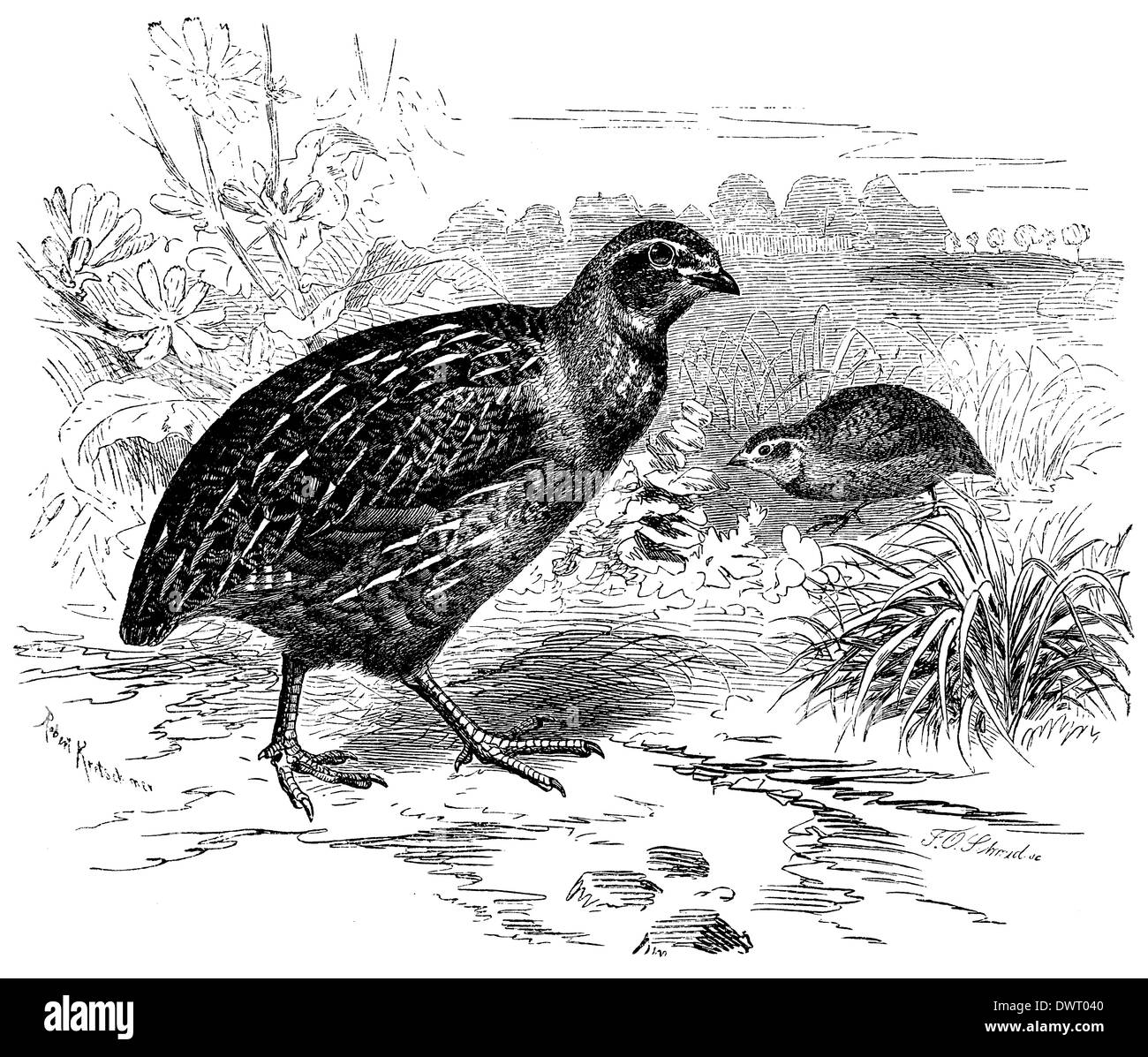 Quail Black and White Stock Photos & Images Alamy