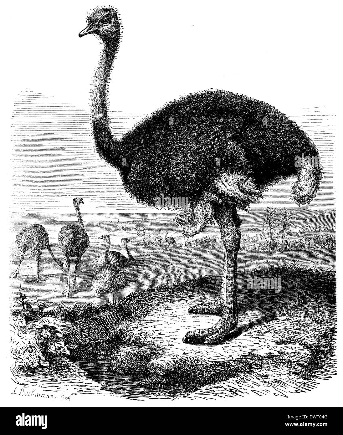 Drawing ostrich bird struthio camelus hi-res stock photography and ...