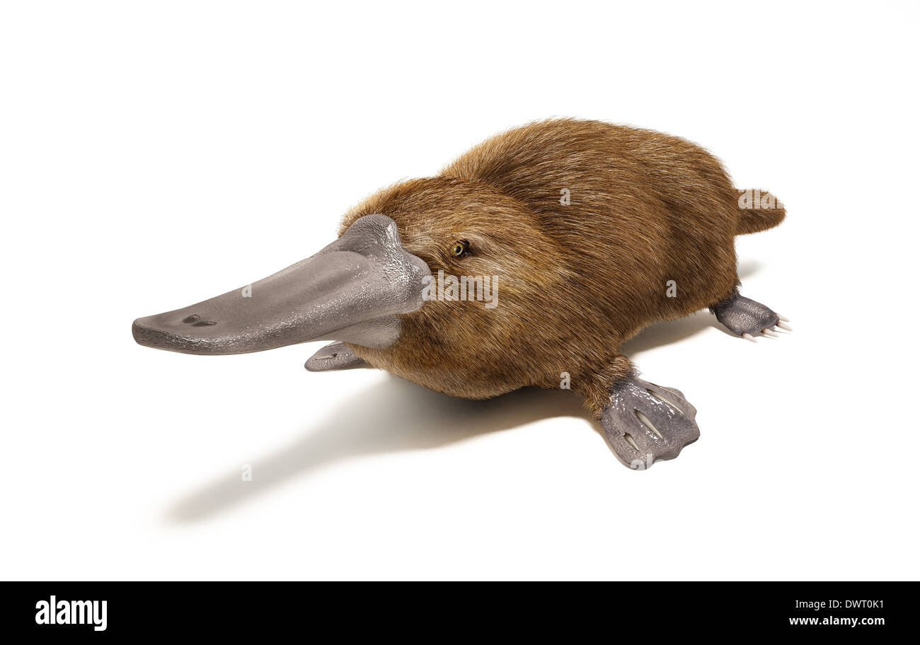 Animal tasmania Cut Out Stock Images Pictures Alamy