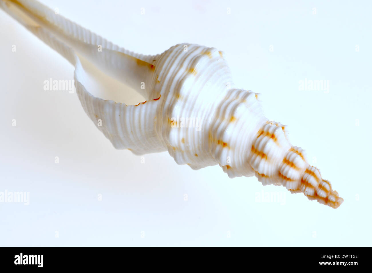 Forceps Spindle (Fusinus forceps) seashell (c12cm) Stock Photo
