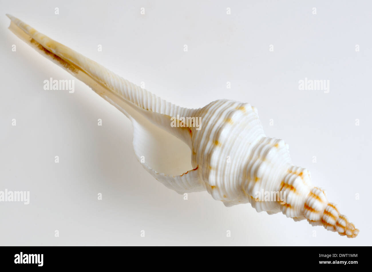 Forceps Spindle (Fusinus forceps) seashell (c12cm) Stock Photo