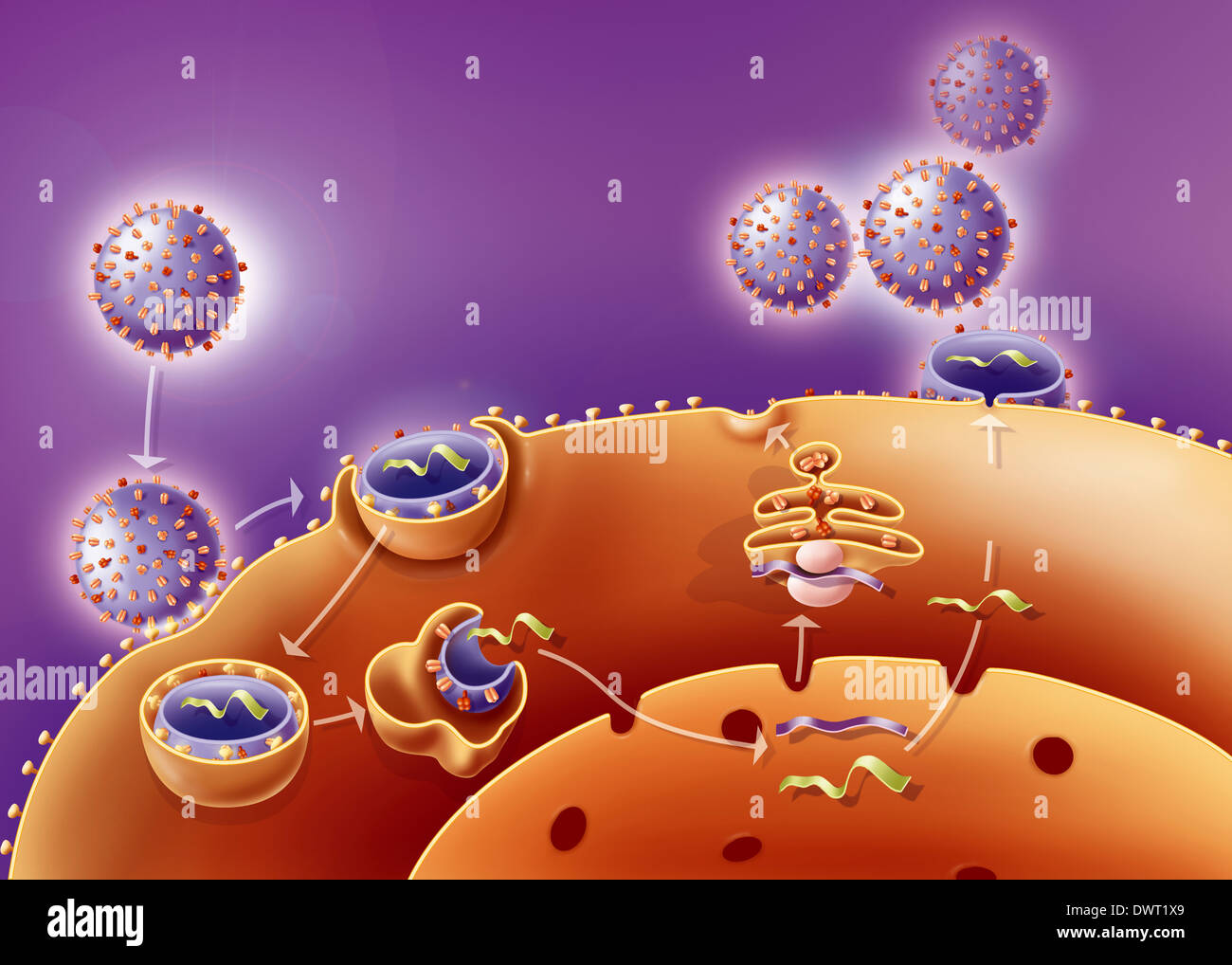 Influenza virus infection Stock Photo