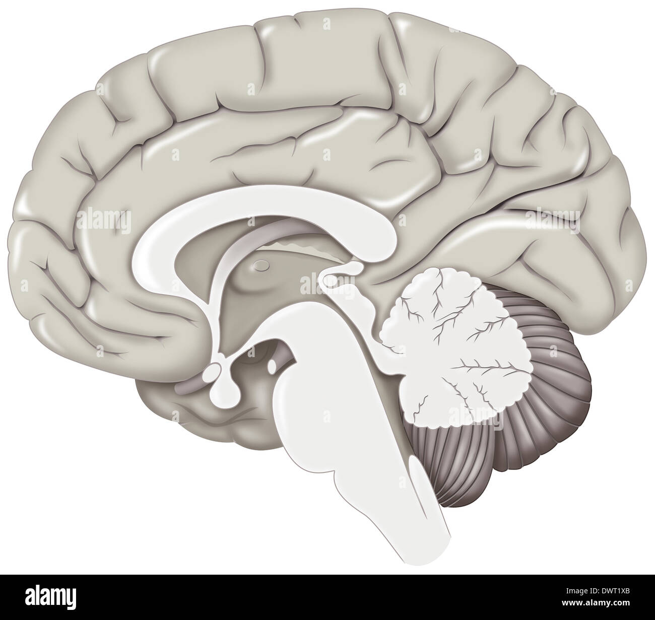 Brain, drawing Stock Photo