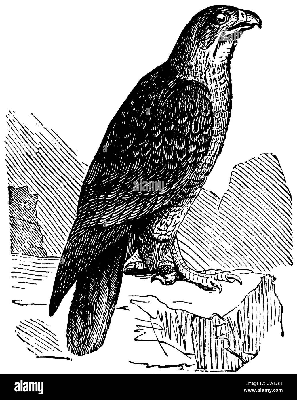 Hawk illustration hi-res stock photography and images - Alamy