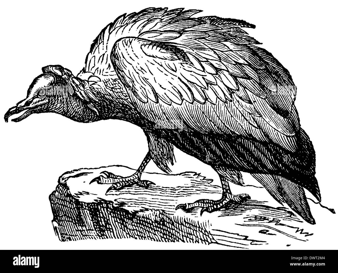 Egyptian Vulture Stock Photo