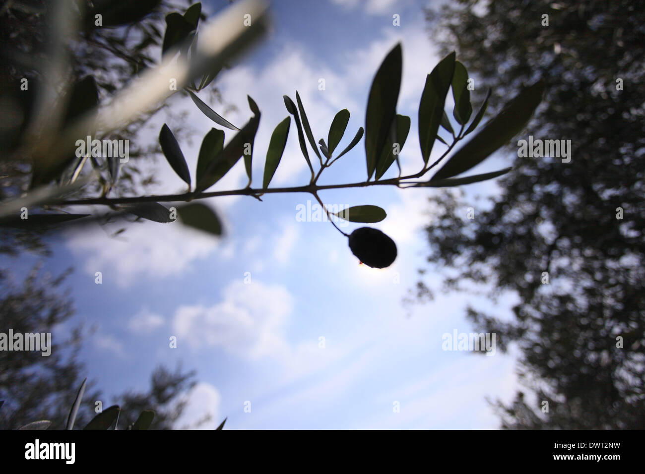 Beautiful Italian olive grove with trees and ripe olives, Cupramontana, near Ancona, Marche, Italy Stock Photo