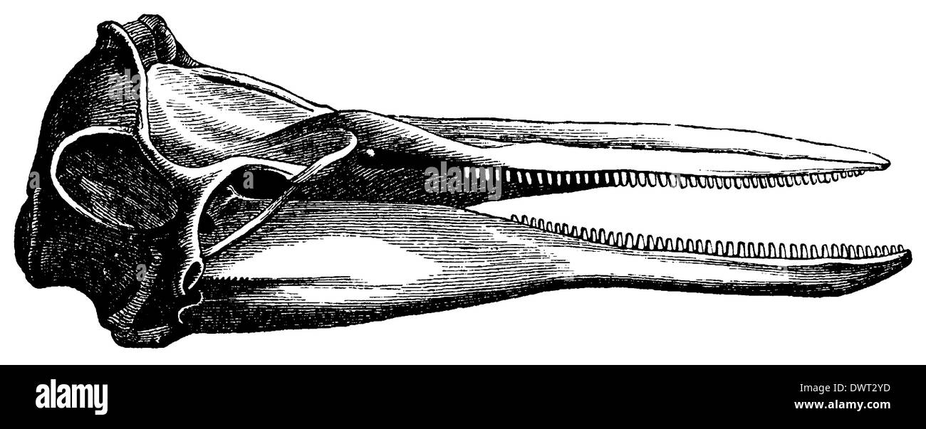 Delfin: skull Stock Photo