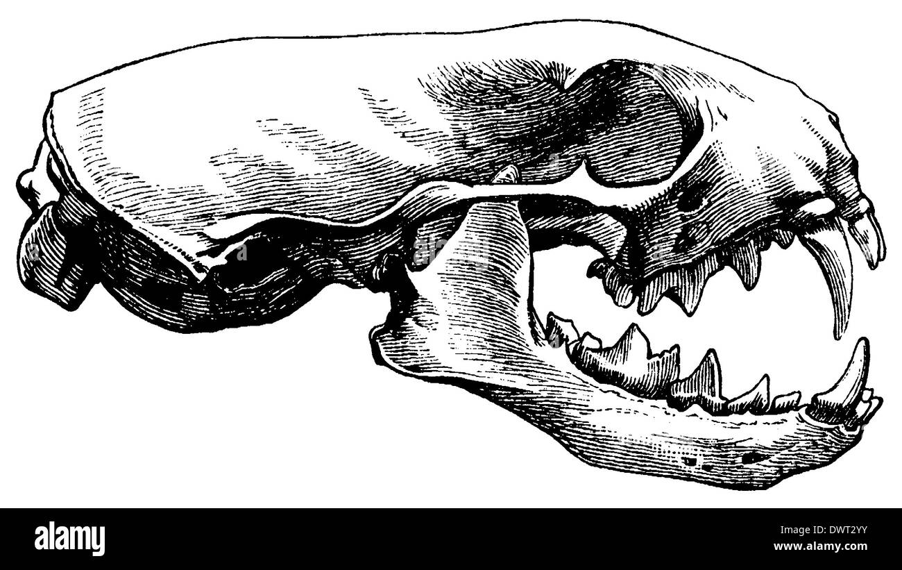 Skull Engraving Stock Photos & Skull Engraving Stock Images Page 3