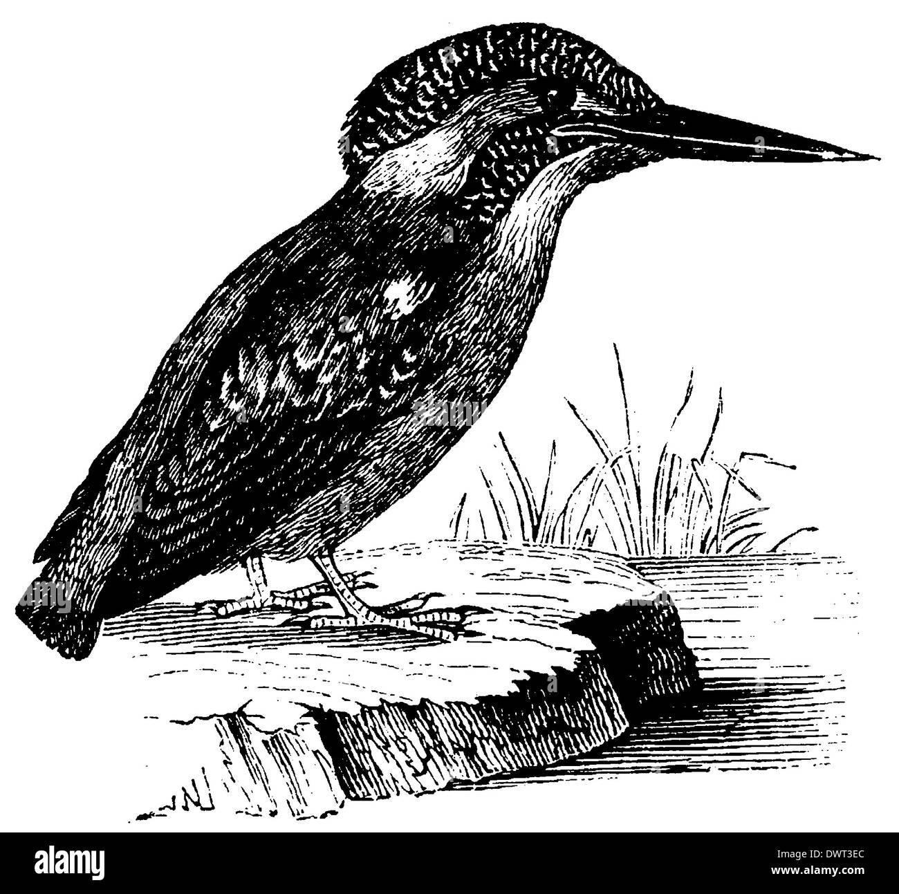 Kingfisher illustration Black and White Stock Photos & Images - Alamy