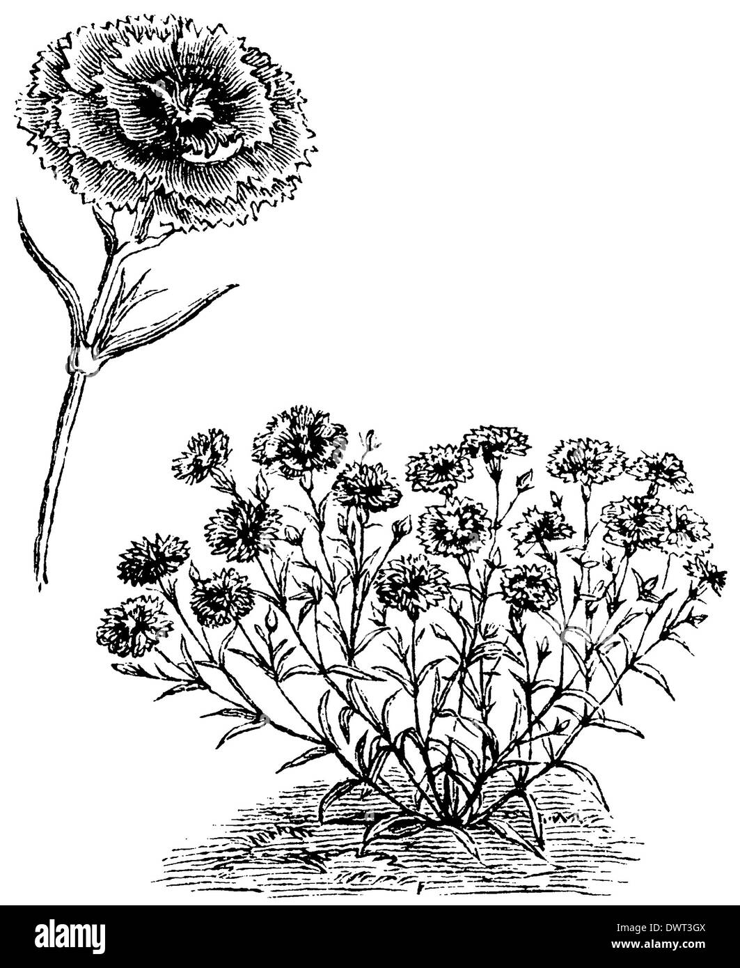 Carnation botanical illustration hi-res stock photography and images ...