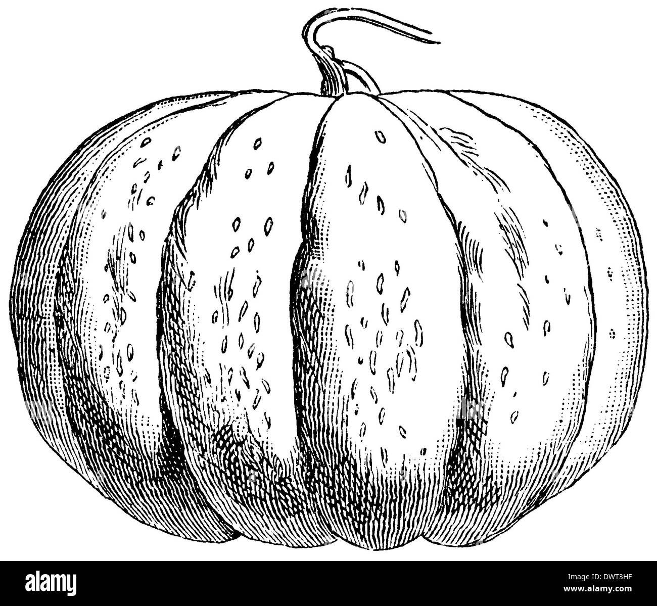 Melon varieties black cantaloupe cantaloupe Black and White Stock