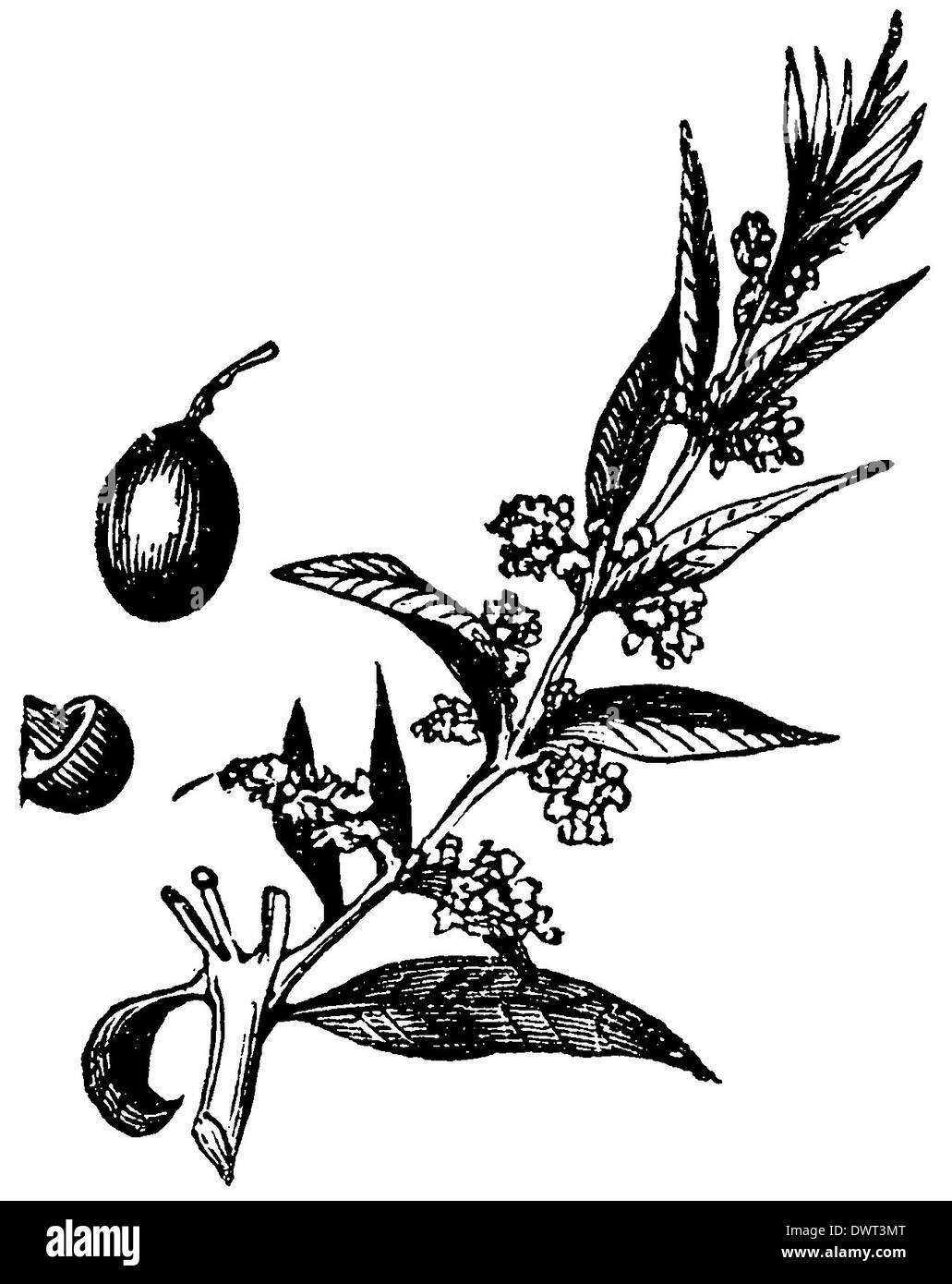 Olive wood engraving Cut Out Stock Images & Pictures Alamy