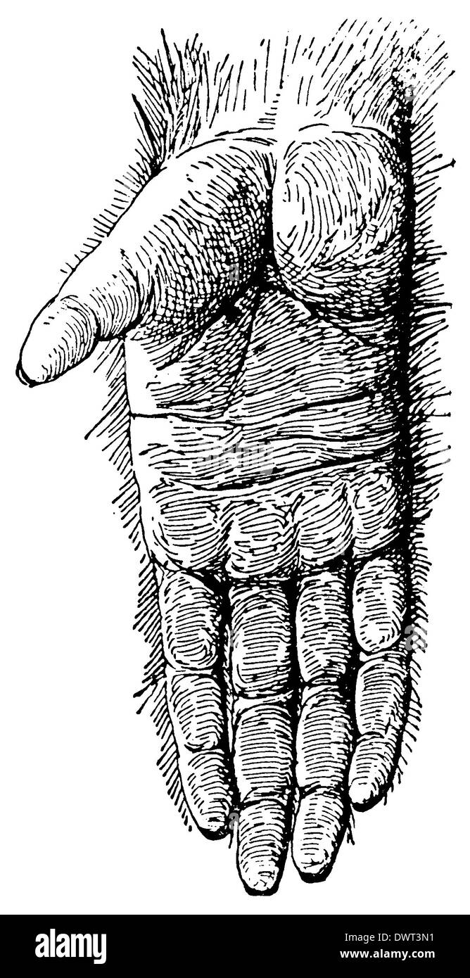 Orang-Utan: Hand Stock Photo
