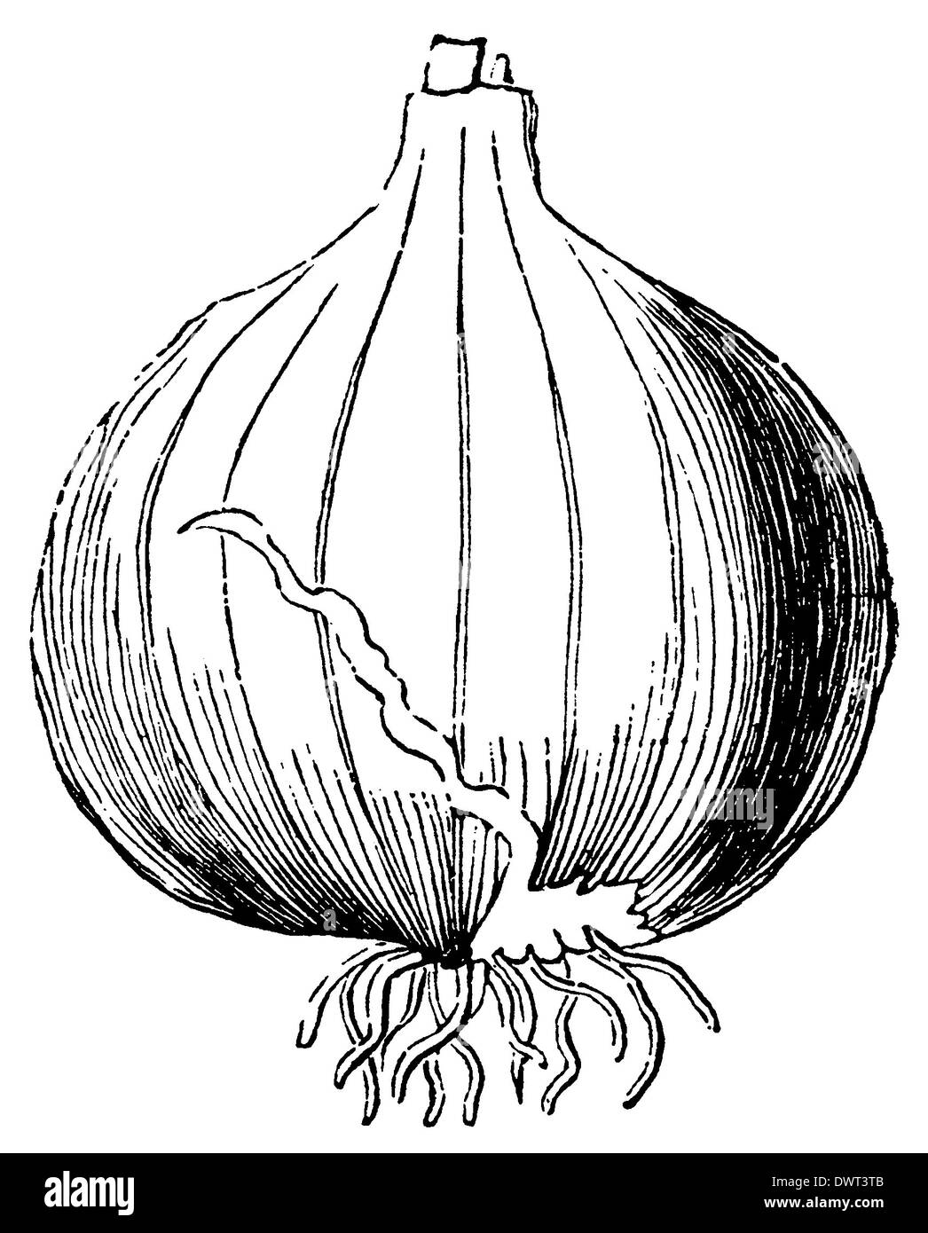 The onion Black and White Stock Photos & Images Alamy