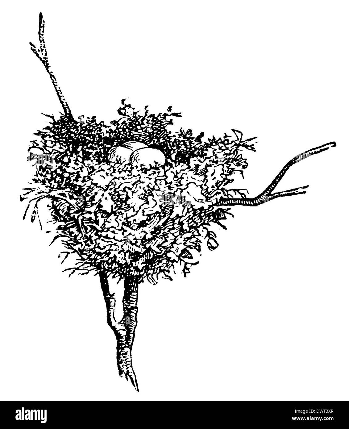 Nest drawing hires stock photography and images Alamy