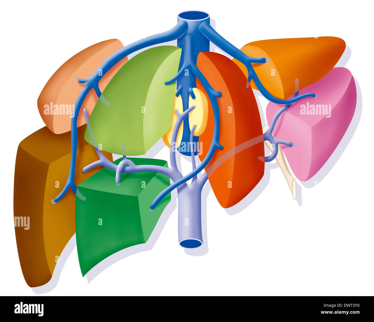 Liver, drawing Stock Photo