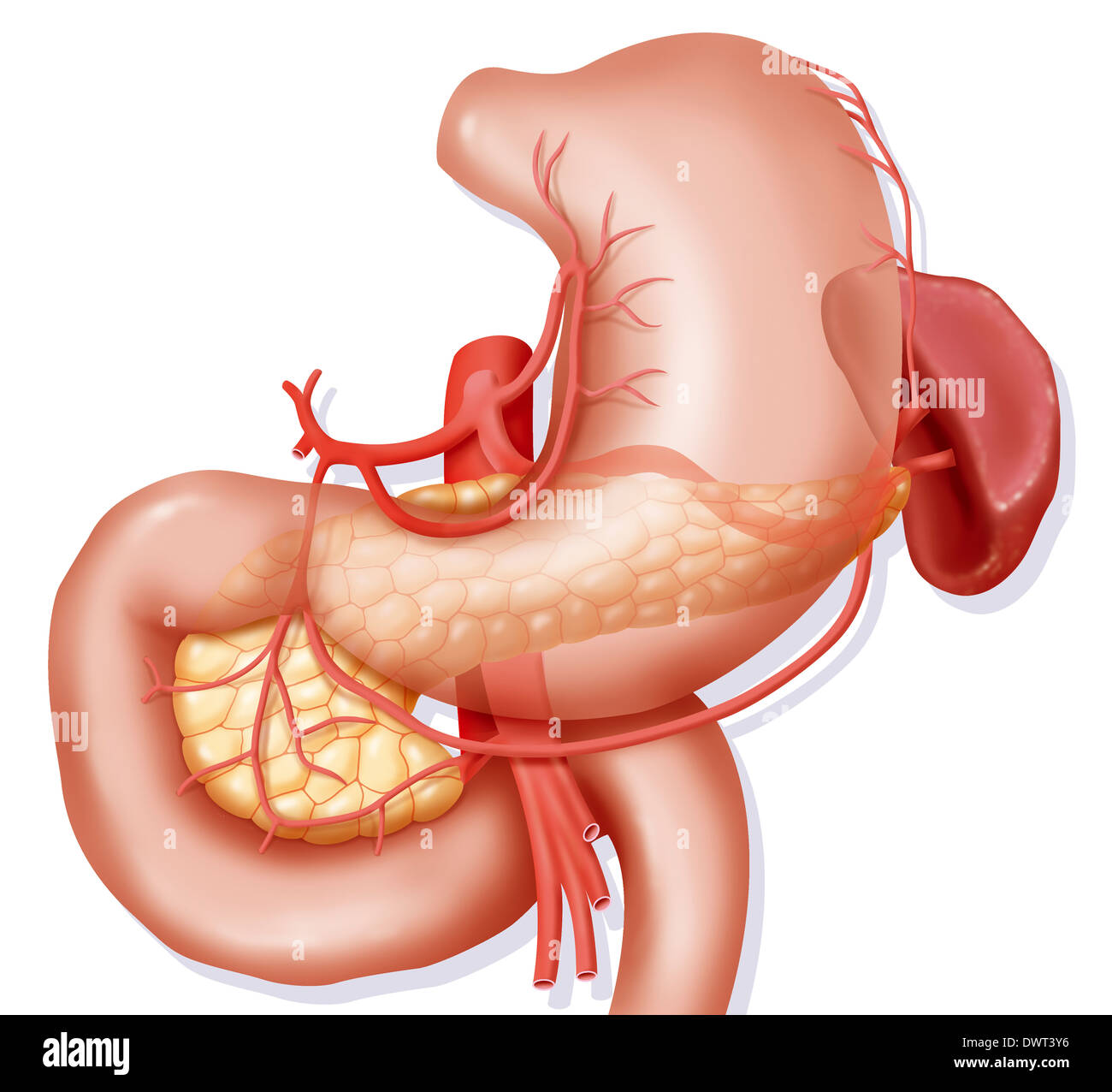 Stomach, drawing Stock Photo