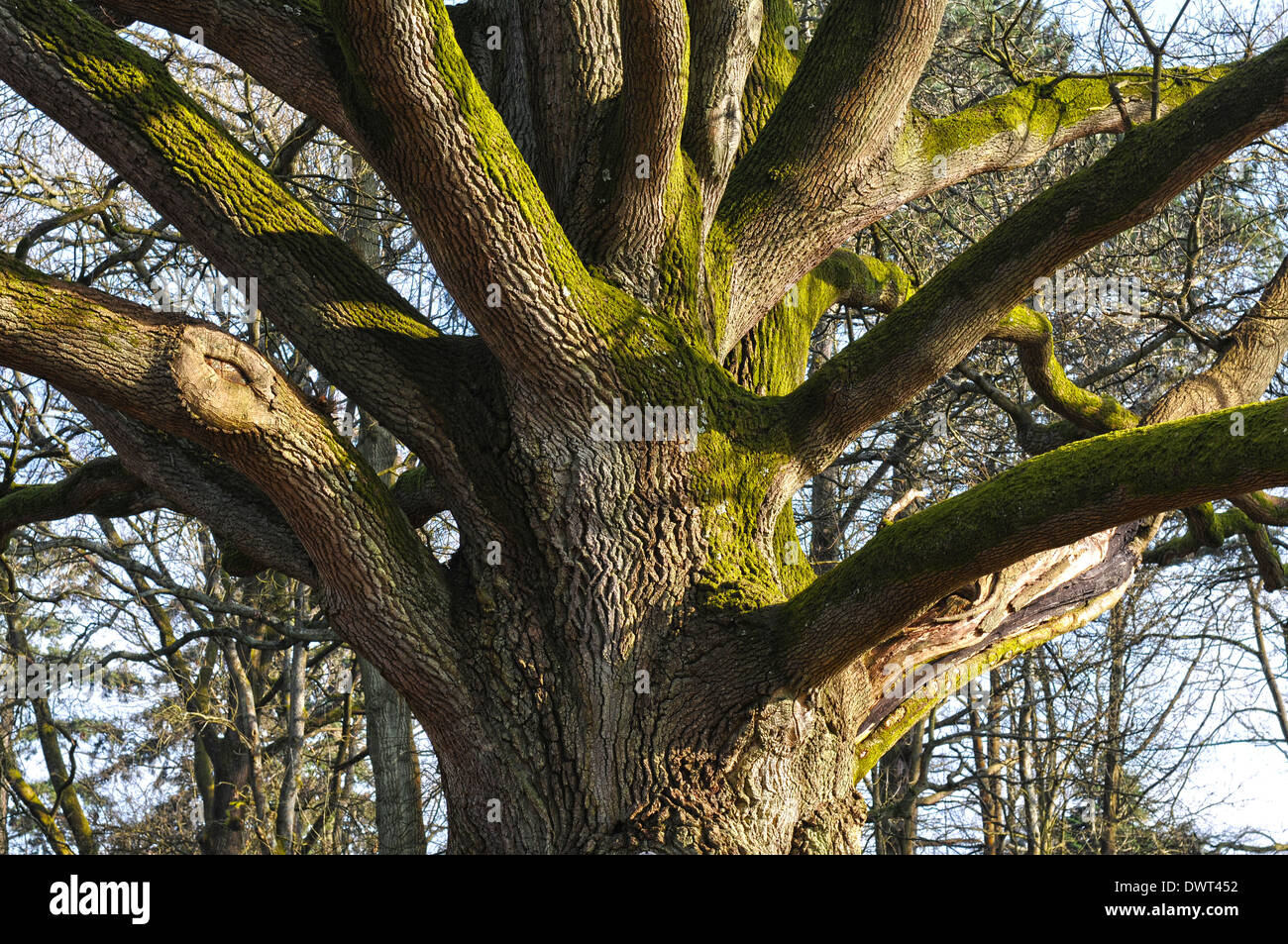 Detailed view of an old tree Stock Photo