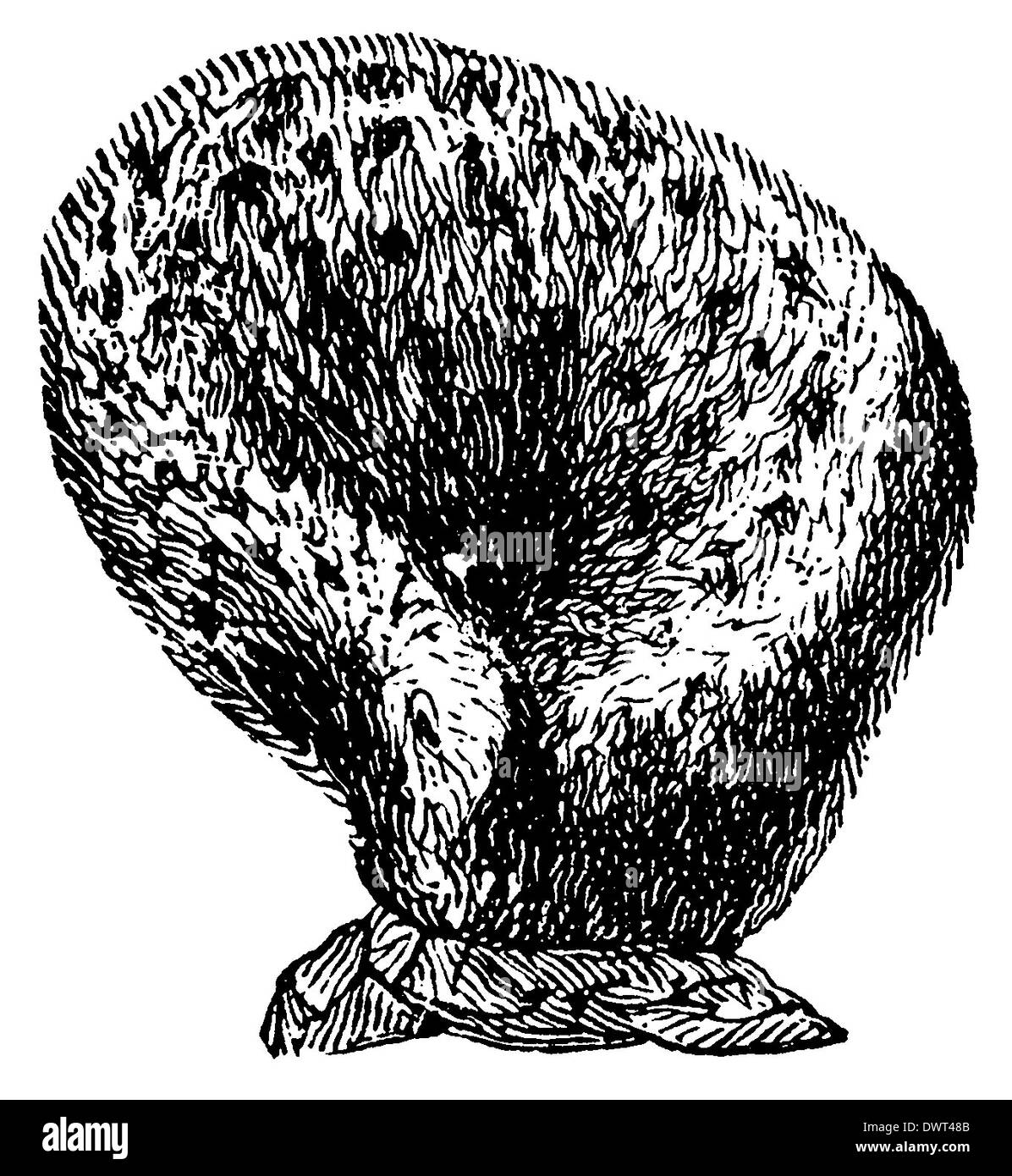 Euspongia officinalis Cut Out Stock Images & Pictures Alamy