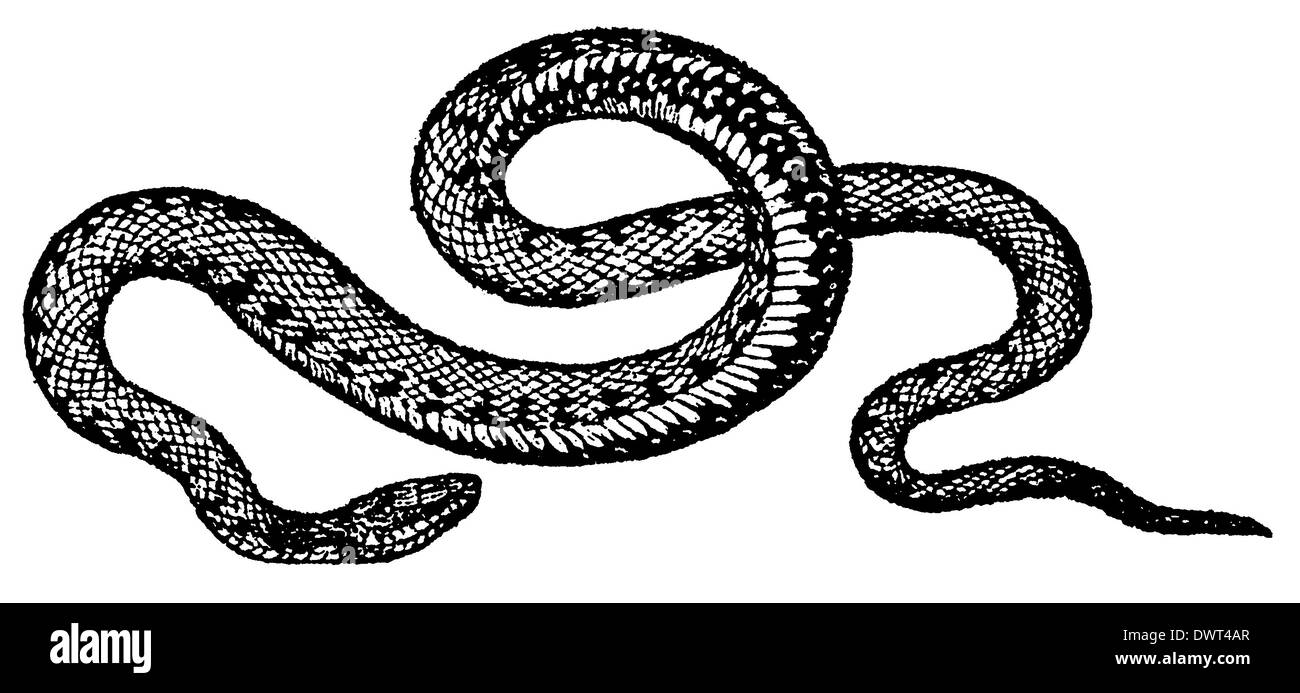 Serpent Black and White Stock Photos & Images - Alamy