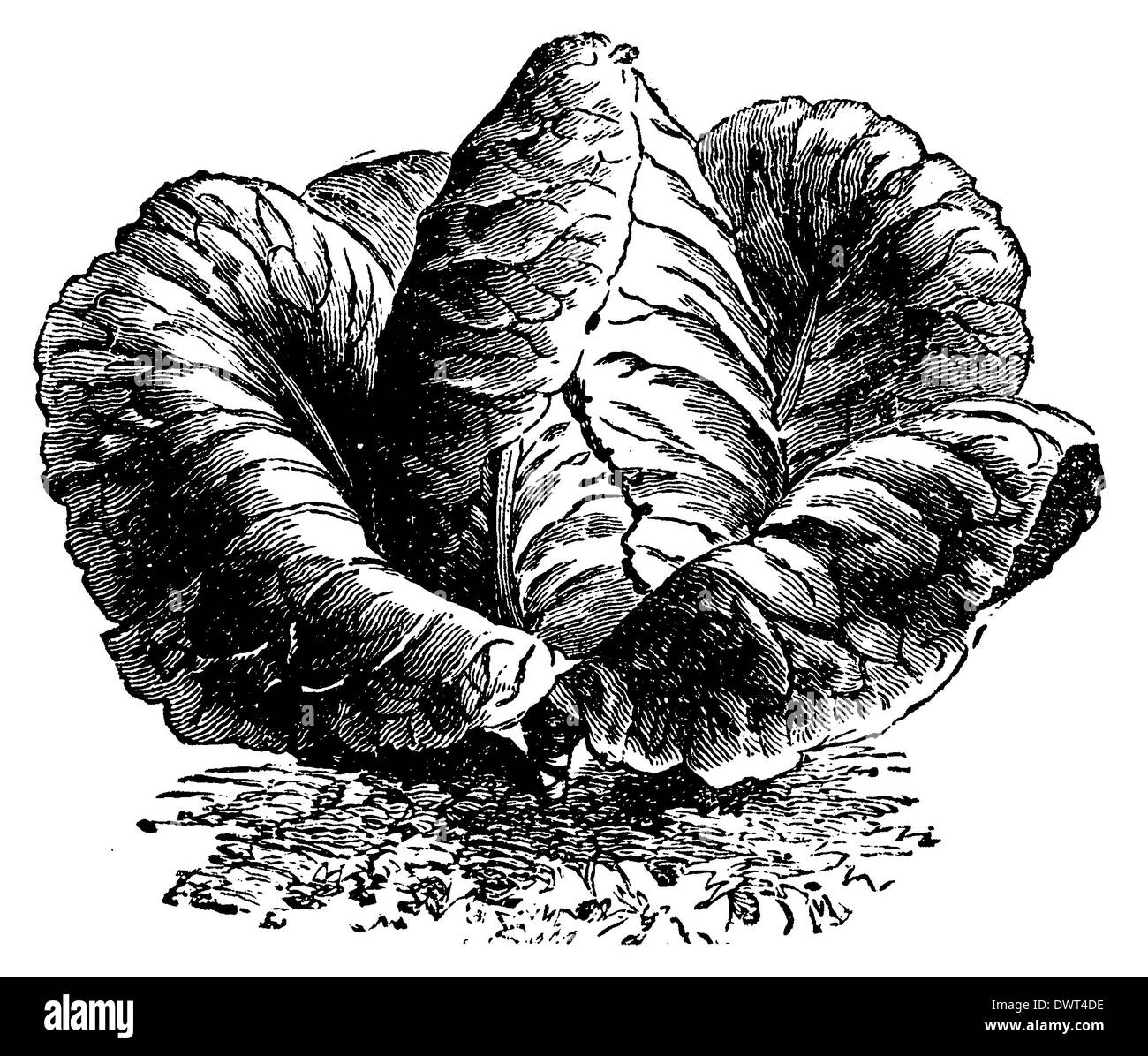 Botanical drawing cabbage hires stock photography and images Alamy
