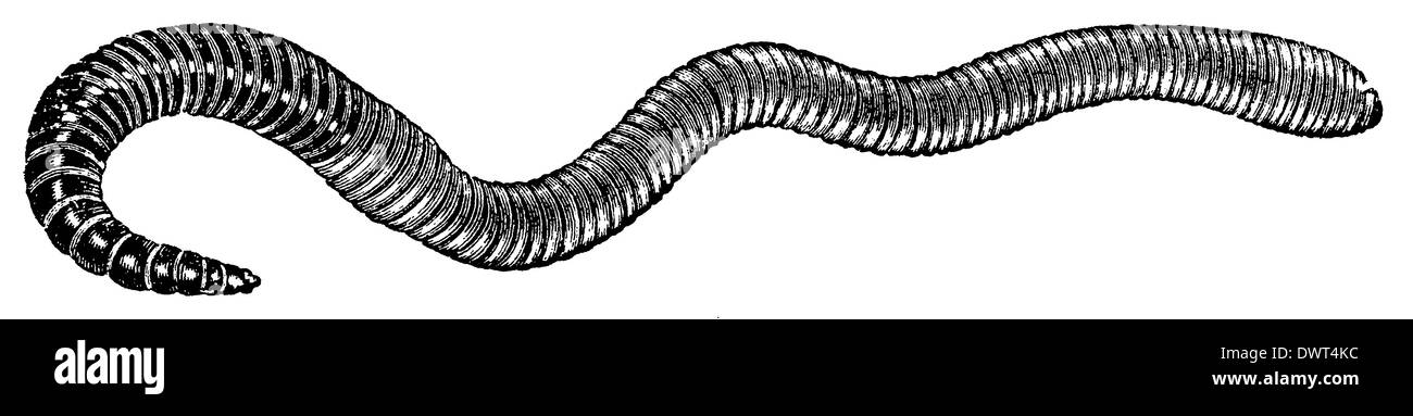 With earthworm Black and White Stock Photos & Images - Alamy