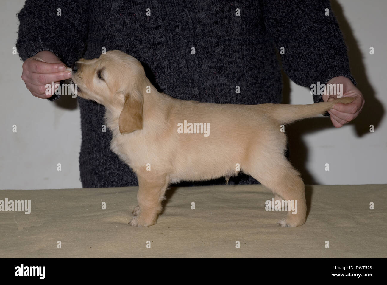 Marsden, Yorkbeach Golden Sea Trail,6 week old male golden retriever puppy, stands for handler on a blanket that is atop a table Stock Photo